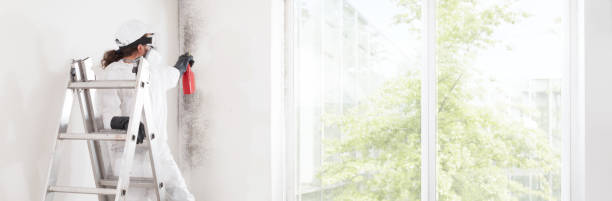 Best Mold Odor Removal Services  in Chehalis, WA