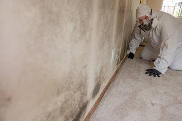 Best Post-Remediation Verification Testing  in Chehalis, WA